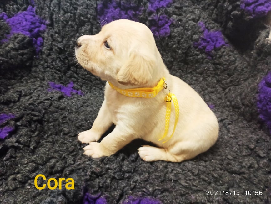 Chovatelská stanice labradorů Polepy u Kolína