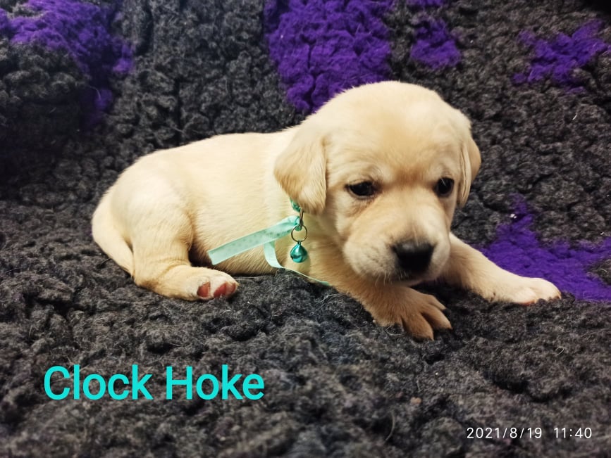 Chovatelská stanice labradorů Polepy u Kolína