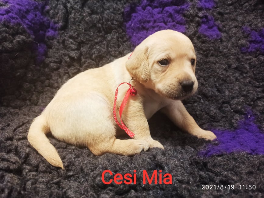 Chovatelská stanice labradorů Polepy u Kolína