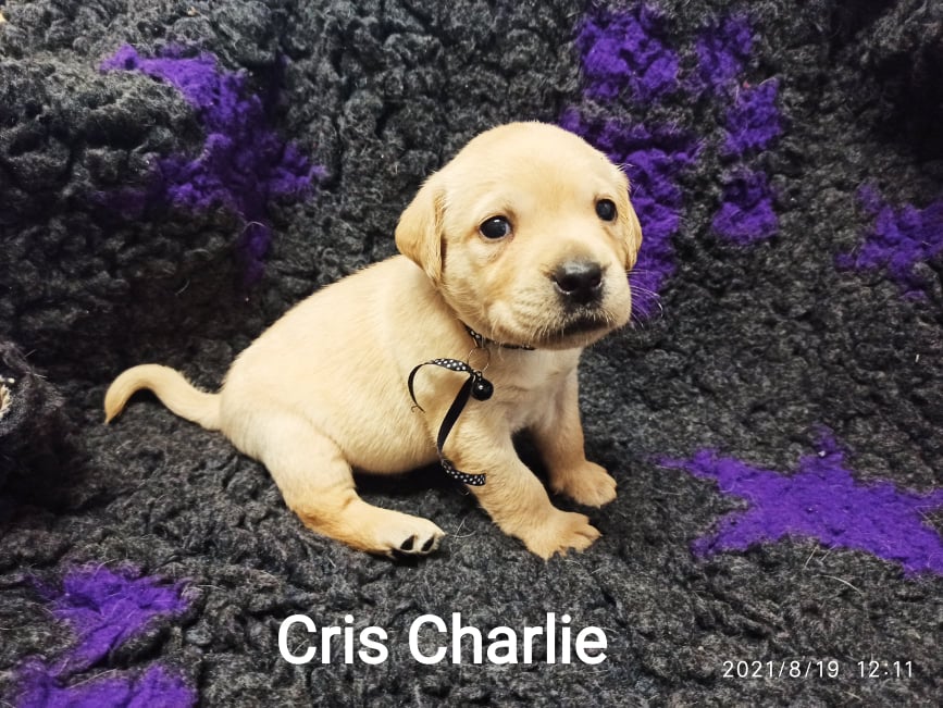 Chovatelská stanice labradorů Polepy u Kolína