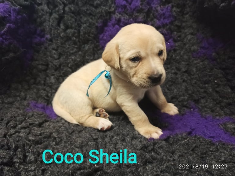 Chovatelská stanice labradorů Polepy u Kolína