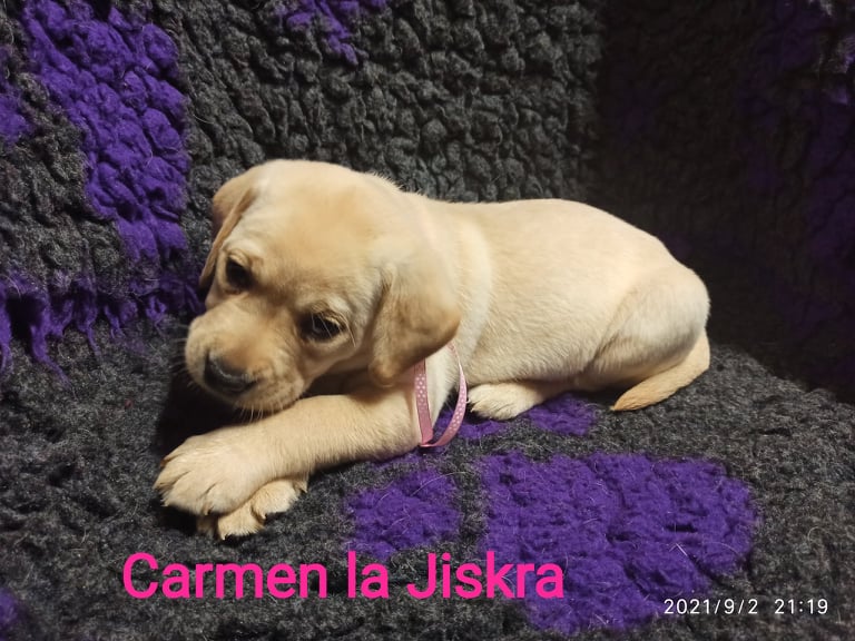 Chovatelská stanice labradorů Polepy u Kolína