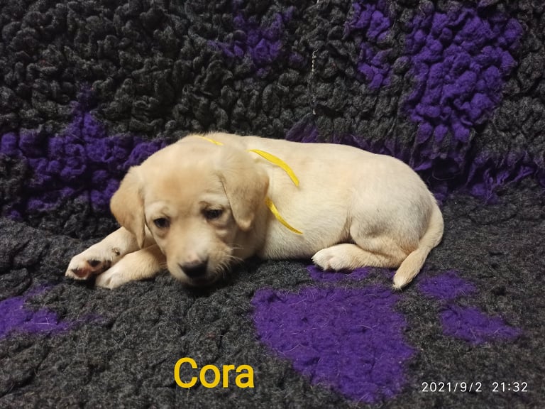 Chovatelská stanice labradorů Polepy u Kolína