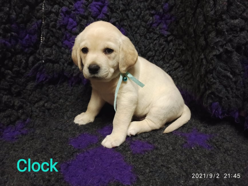 Chovatelská stanice labradorů Polepy u Kolína