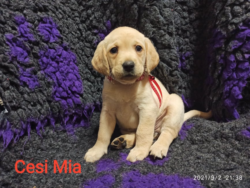 Chovatelská stanice labradorů Polepy u Kolína
