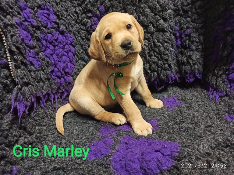 Chovatelská stanice labradorů Polepy u Kolína