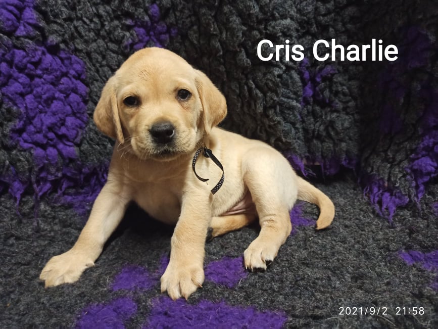Chovatelská stanice labradorů Polepy u Kolína