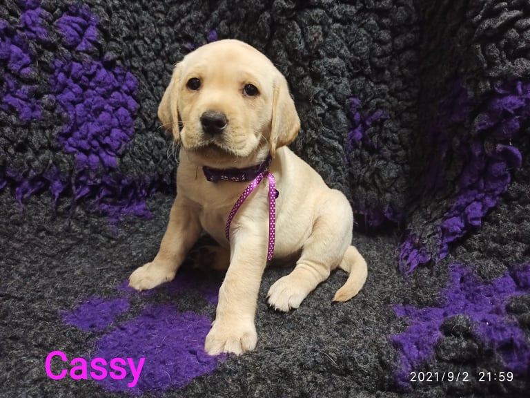 Chovatelská stanice labradorů Polepy u Kolína
