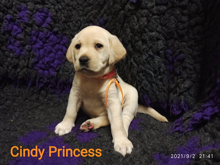 Chovatelská stanice labradorů Polepy u Kolína