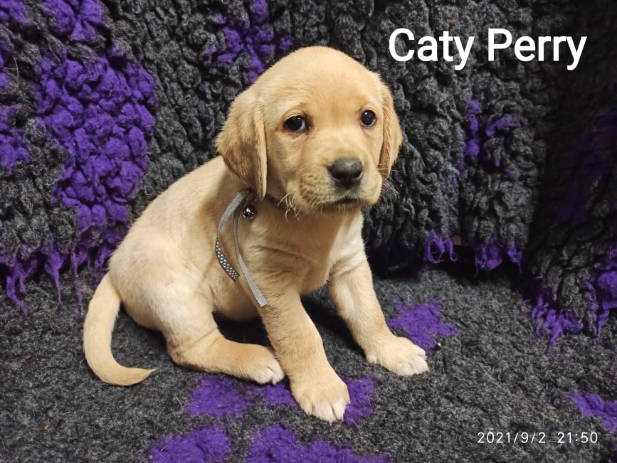 Chovatelská stanice labradorů Polepy u Kolína
