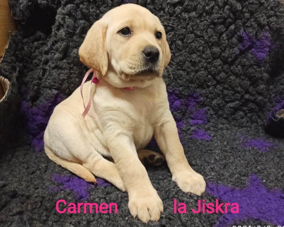 Chovatelská stanice labradorů Polepy u Kolína