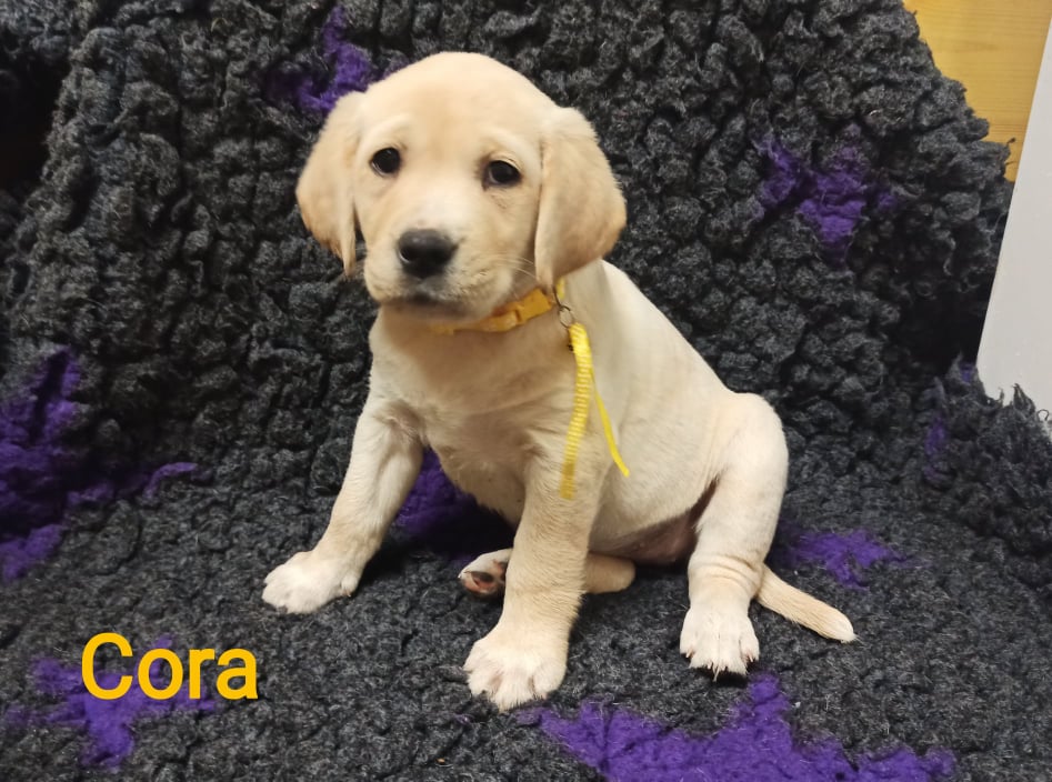 Chovatelská stanice labradorů Polepy u Kolína
