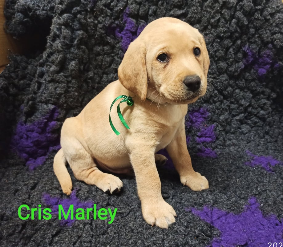 Chovatelská stanice labradorů Polepy u Kolína