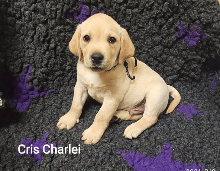 Chovatelská stanice labradorů Polepy u Kolína
