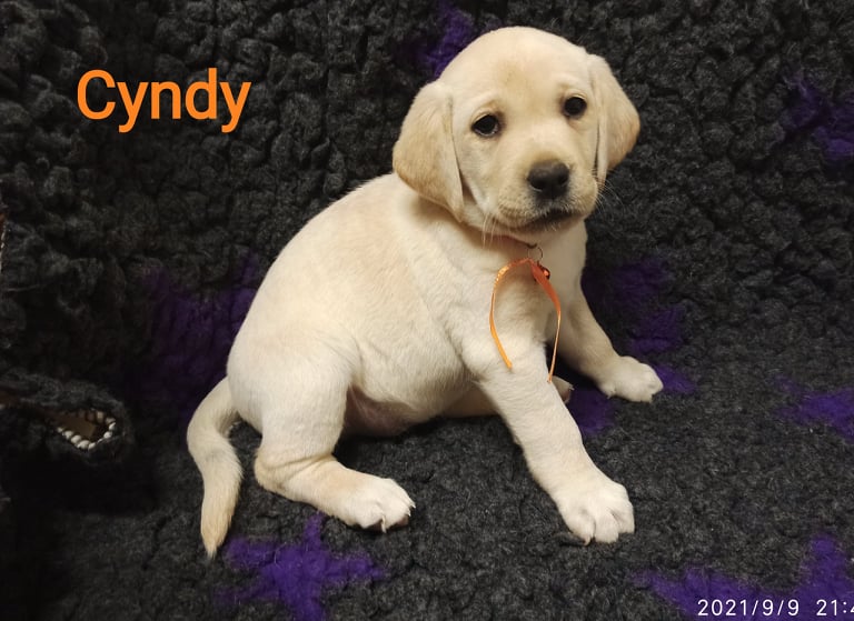 Chovatelská stanice labradorů Polepy u Kolína