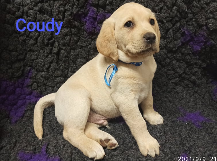 Chovatelská stanice labradorů Polepy u Kolína