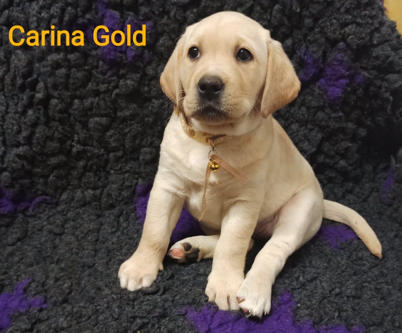 Chovatelská stanice labradorů Polepy u Kolína