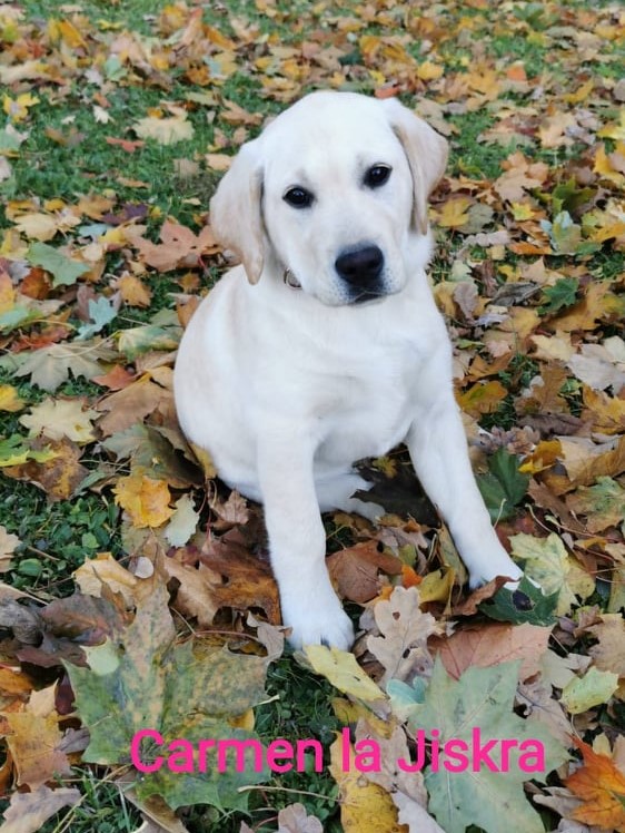 Chovatelská stanice labradorů Polepy u Kolína
