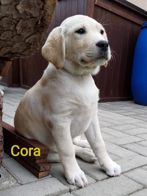 Chovatelská stanice labradorů Polepy u Kolína