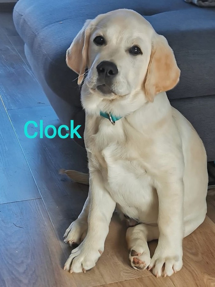 Chovatelská stanice labradorů Polepy u Kolína