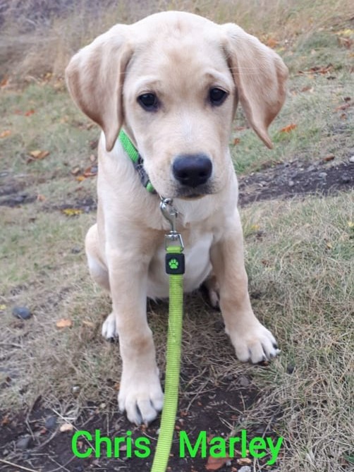 Chovatelská stanice labradorů Polepy u Kolína