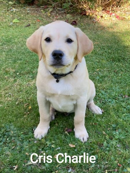 Chovatelská stanice labradorů Polepy u Kolína