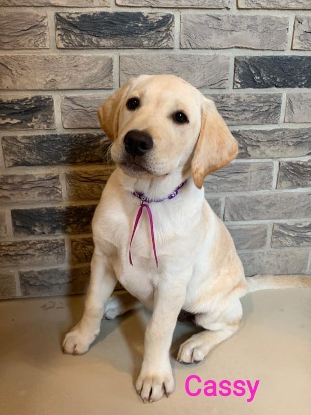 Chovatelská stanice labradorů Polepy u Kolína