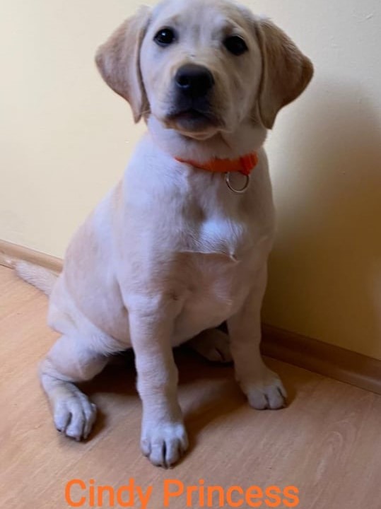 Chovatelská stanice labradorů Polepy u Kolína