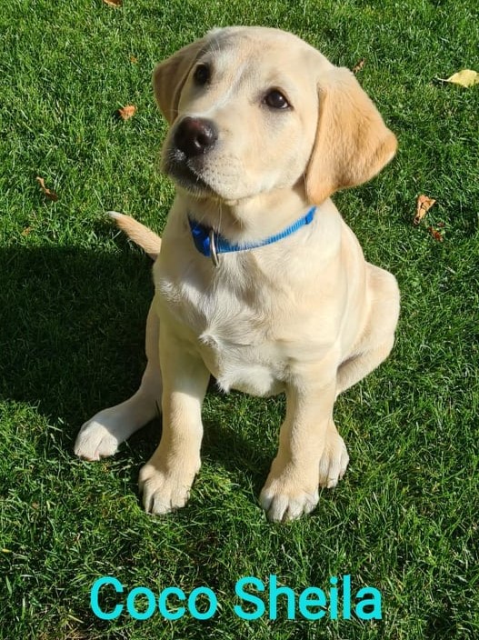 Chovatelská stanice labradorů Polepy u Kolína