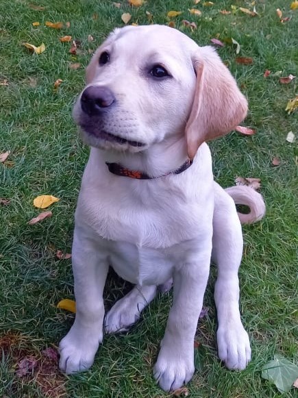 Chovatelská stanice labradorů Polepy u Kolína