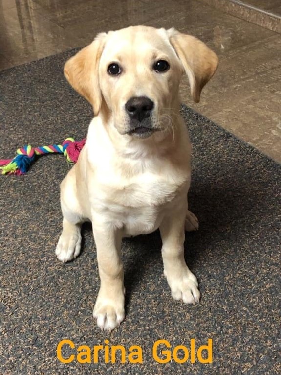 Chovatelská stanice labradorů Polepy u Kolína
