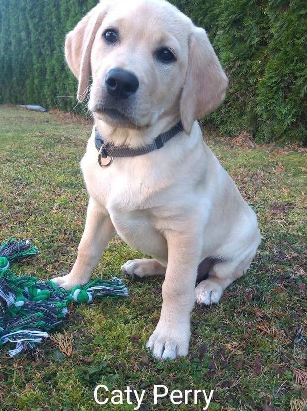 Chovatelská stanice labradorů Polepy u Kolína