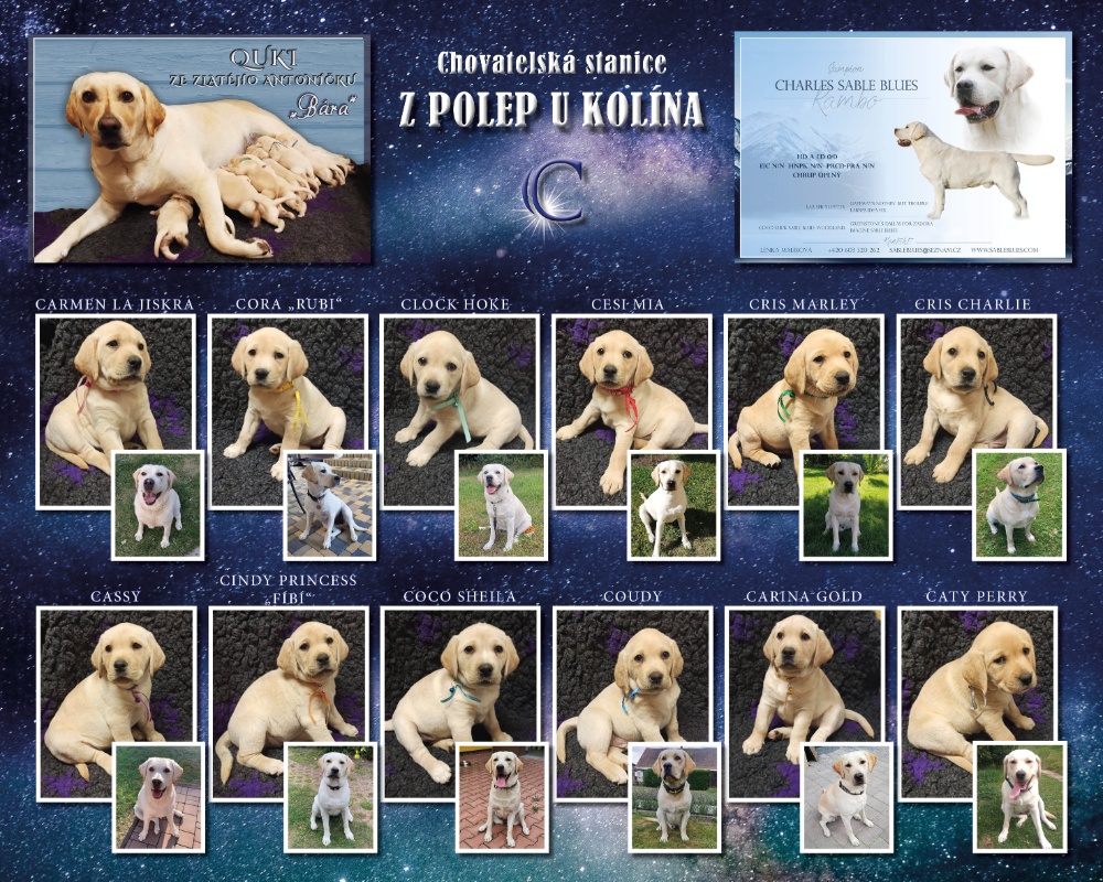 Štěňátka labradorských retrívrů vrh C