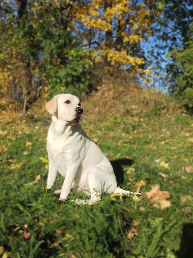 Chovatelská stanice labradorů Polepy u Kolína