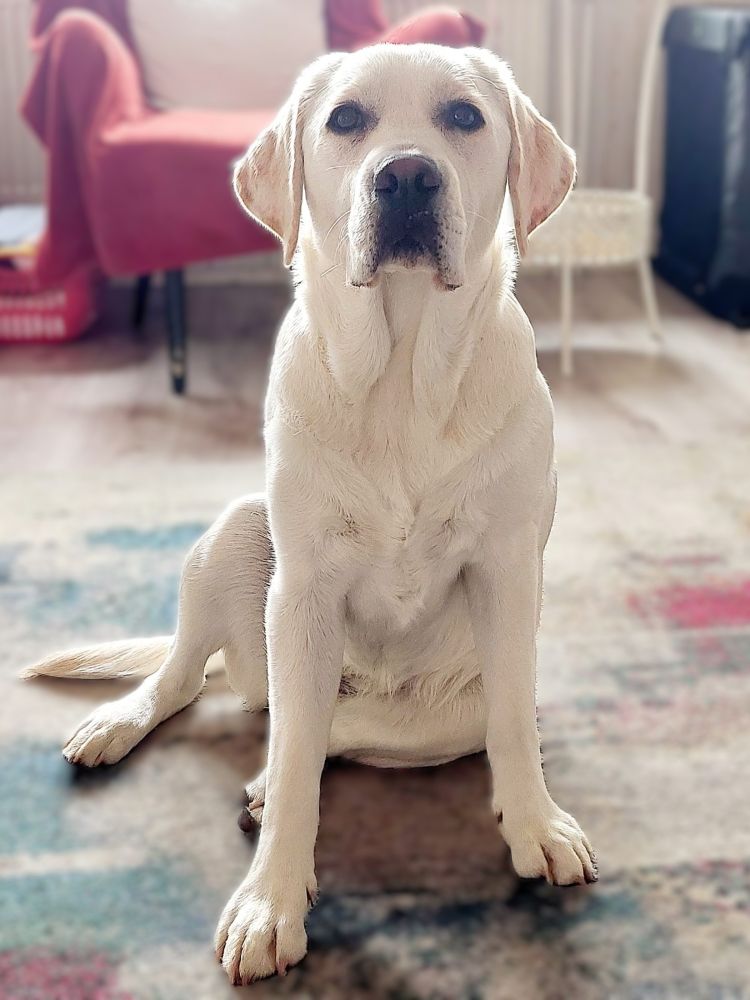 Chovatelská stanice labradorů Polepy u Kolína