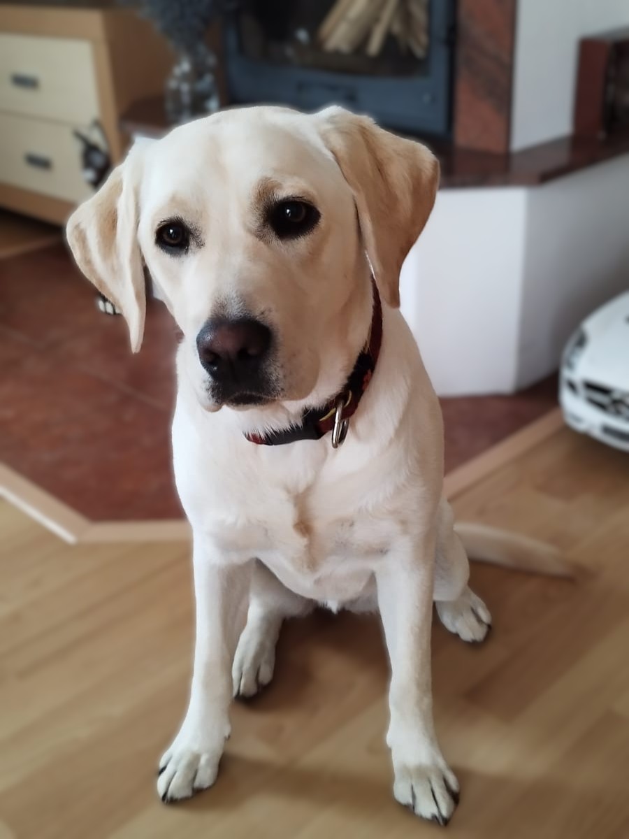 Chovatelská stanice labradorů Polepy u Kolína