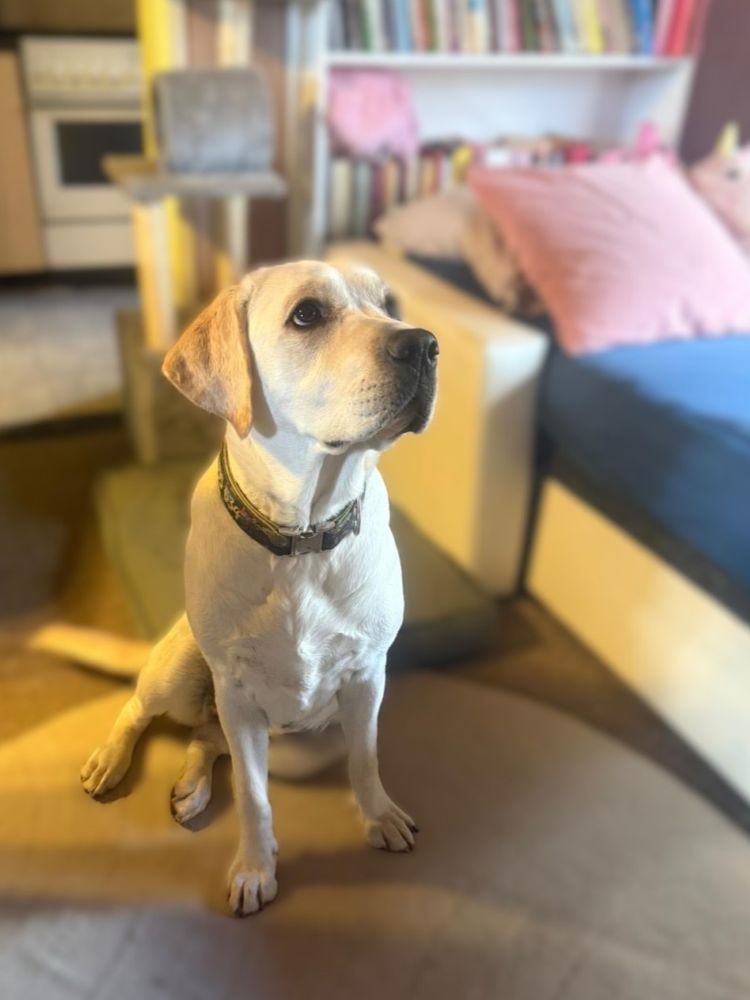 Chovatelská stanice labradorů Polepy u Kolína