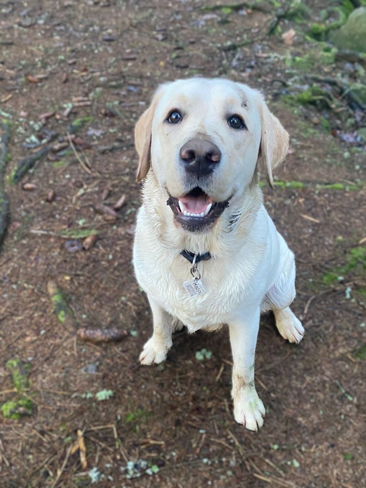 Chovatelská stanice labradorů Polepy u Kolína