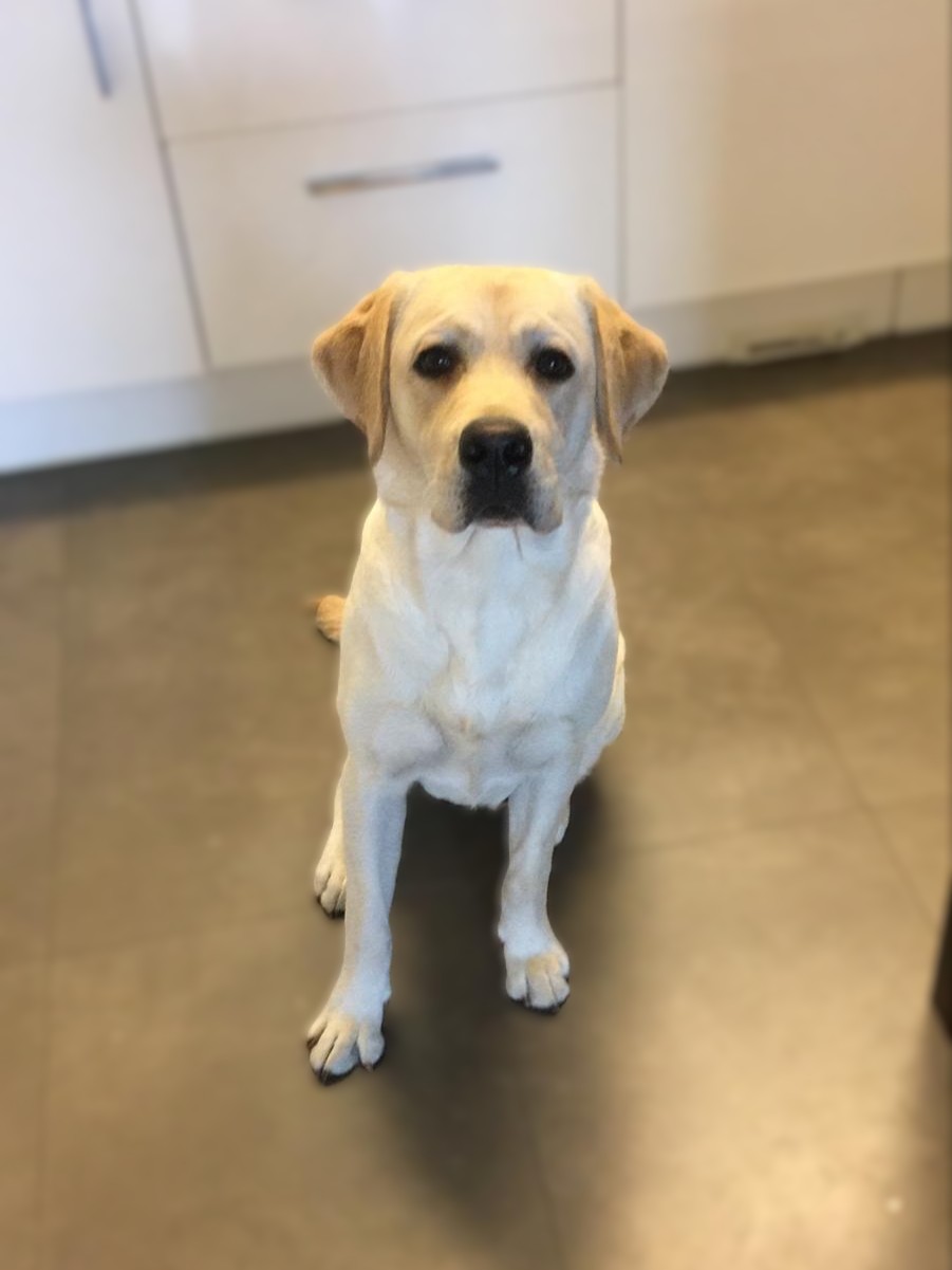 Chovatelská stanice labradorů Polepy u Kolína