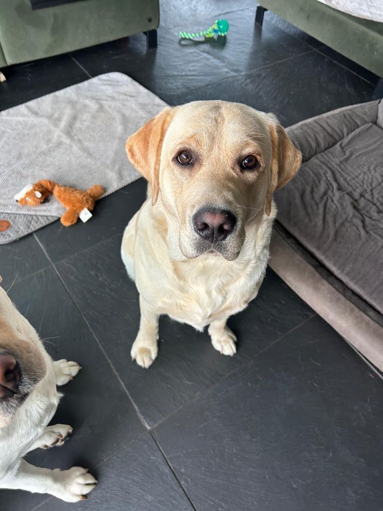 Chovatelská stanice labradorů Polepy u Kolína