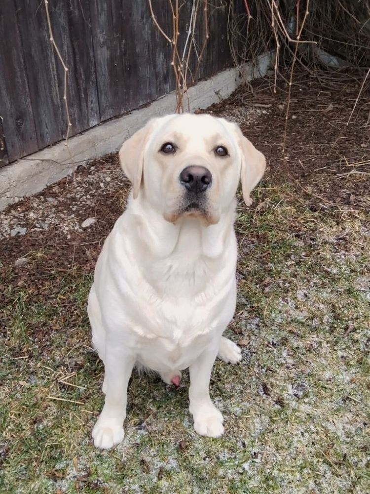 Chovatelská stanice labradorů Polepy u Kolína