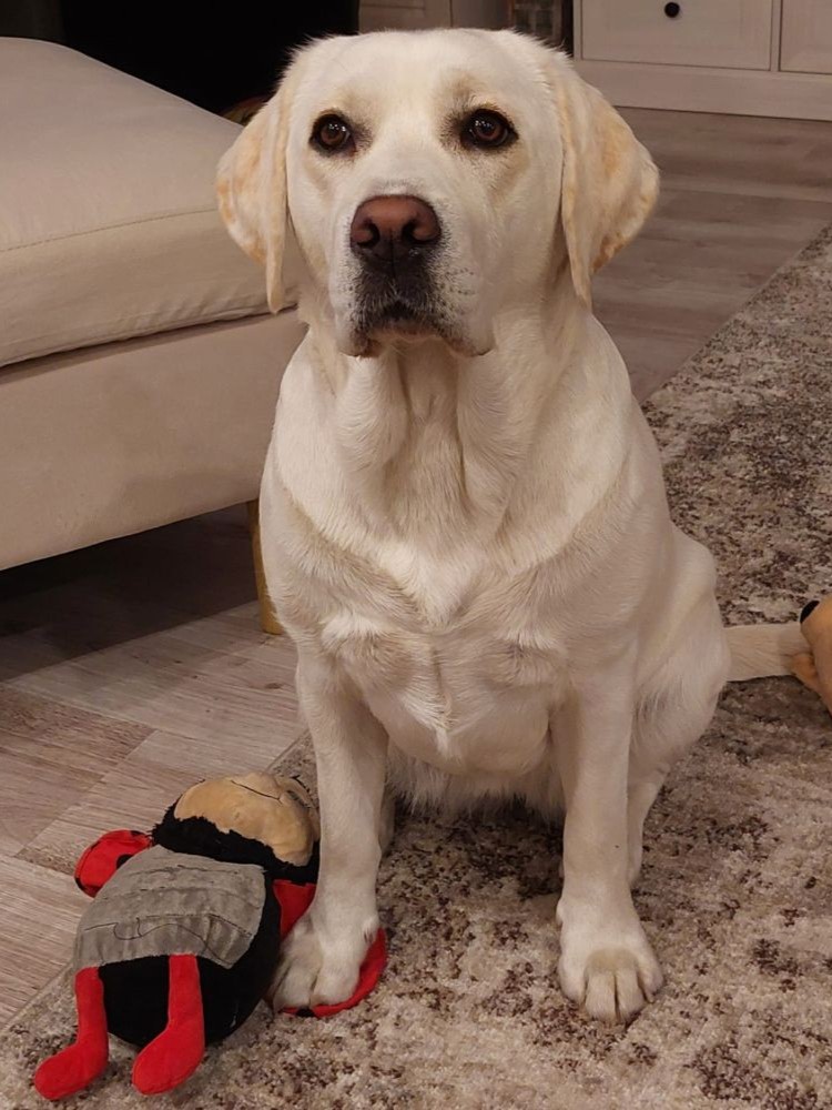 Chovatelská stanice labradorů Polepy u Kolína