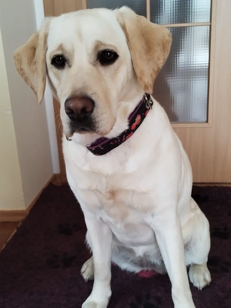 Chovatelská stanice labradorů Polepy u Kolína