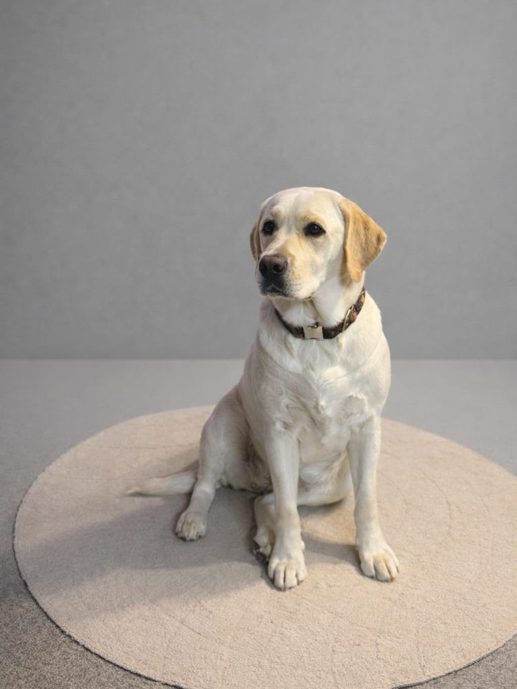 Chovatelská stanice labradorů Polepy u Kolína