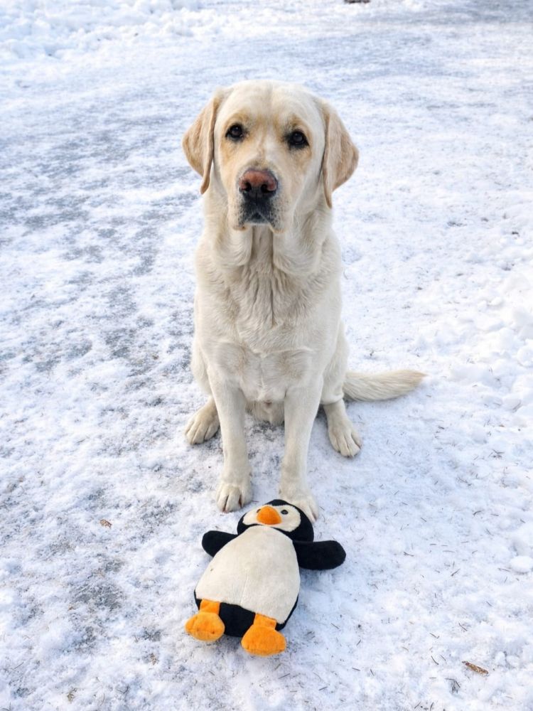 Chovatelská stanice labradorů Polepy u Kolína