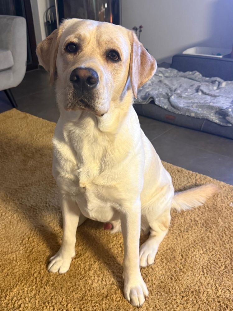Chovatelská stanice labradorů Polepy u Kolína