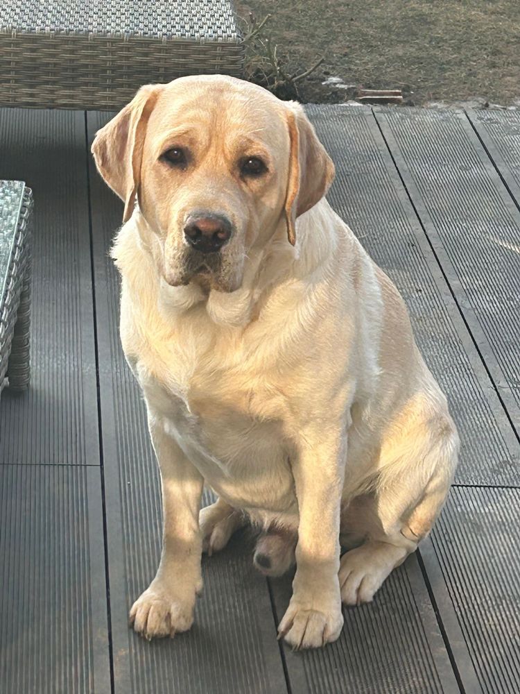 Chovatelská stanice labradorů Polepy u Kolína