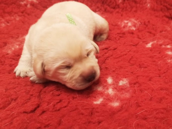 Chovatelská stanice labradorů Polepy u Kolína
