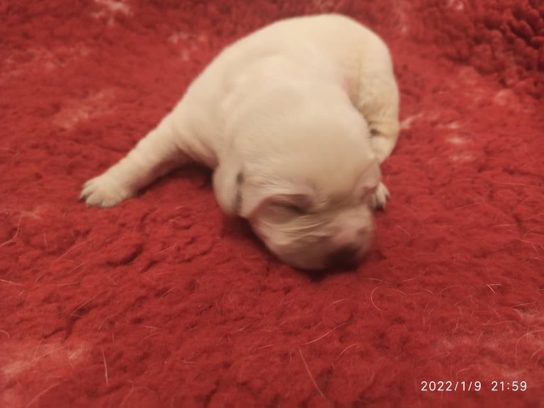 Chovatelská stanice labradorů Polepy u Kolína
