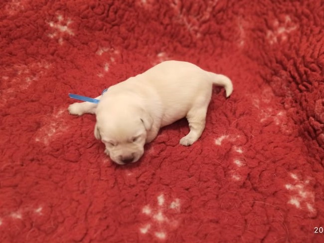 Chovatelská stanice labradorů Polepy u Kolína